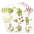 HERB GARDEN COASTERS SET 4